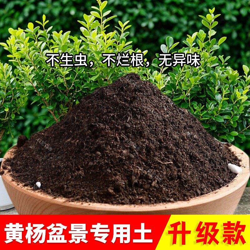 黄杨盆景专用土肥料土椰砖土通用土有机土黄杨专用营养土家用泥土