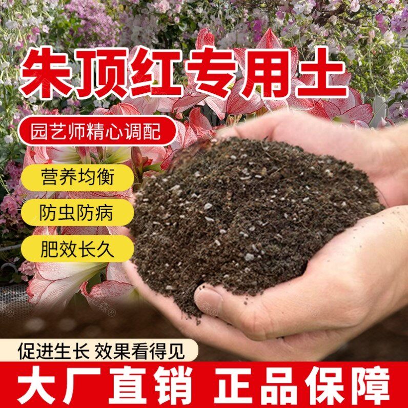 朱顶红专用土朱顶红专用肥料蓬松花盆泥土种花养花植物有机土