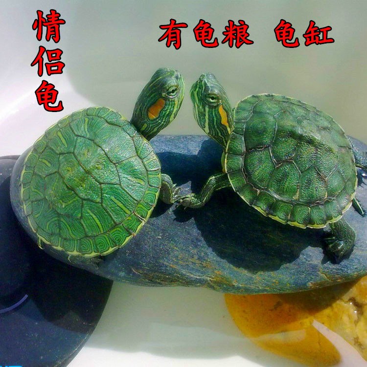 一对小乌龟活体小宠特大招财情侣龟宠物龟活物巴西观赏龟巴西彩龟