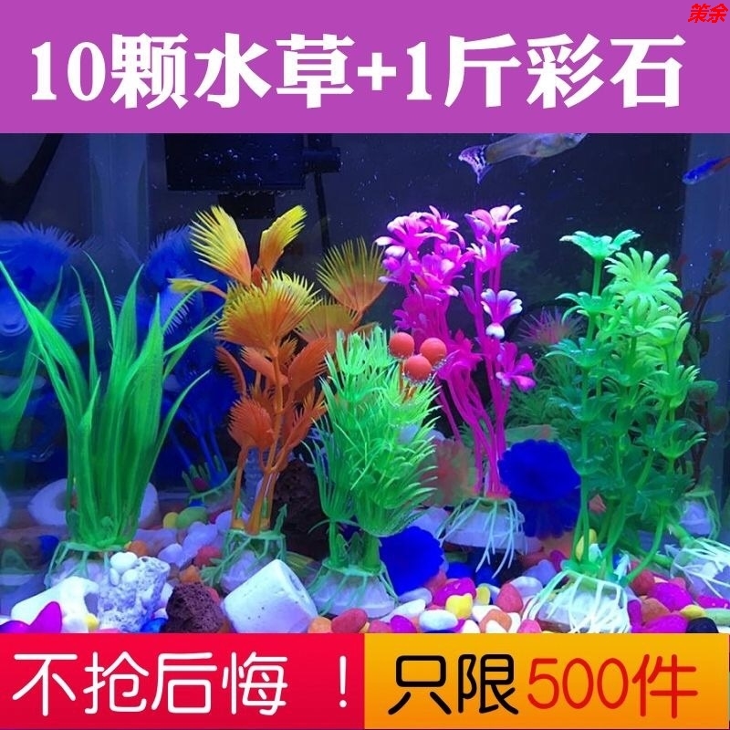 鱼缸海藻水草价格 鱼缸海藻水草图片 星期三 鱼缸海藻水草价格 鱼缸海藻水草图片 星期三