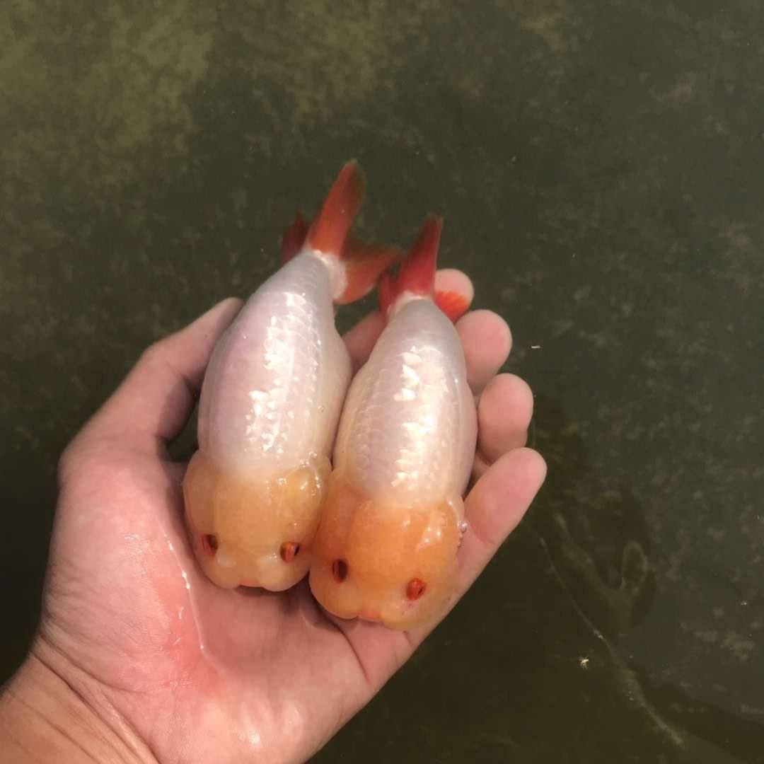 玉兔兰寿金鱼活体鱼苗白色观赏鱼冷水鱼淡水鱼风水鱼渔场直销包活