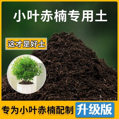 小叶赤楠专用土花草种植通用小叶赤楠营养土盆栽种花养花有机土壤