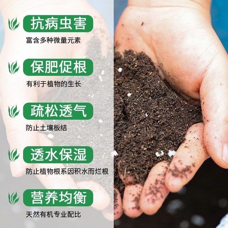 六月雪专用土满天星盆栽有机