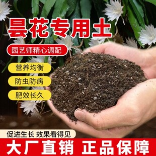 昙花专用土肥料透气园艺育苗花土昙花营养土花盆阳台蓬松泥土绿植