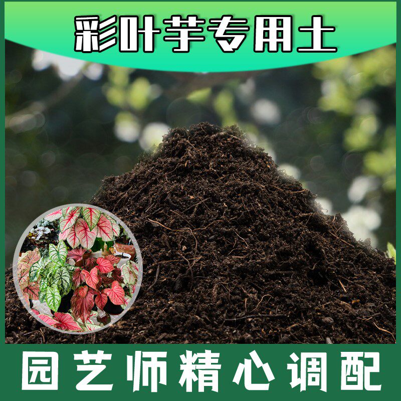 彩叶芋专用土腐殖土种花养花盆栽绿植土彩叶芋营养土种植有机土壤图片