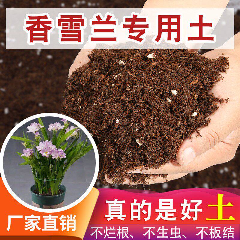 香雪兰专用土小苍兰种球专用土育苗专用土养花专用土泥土种植土壤