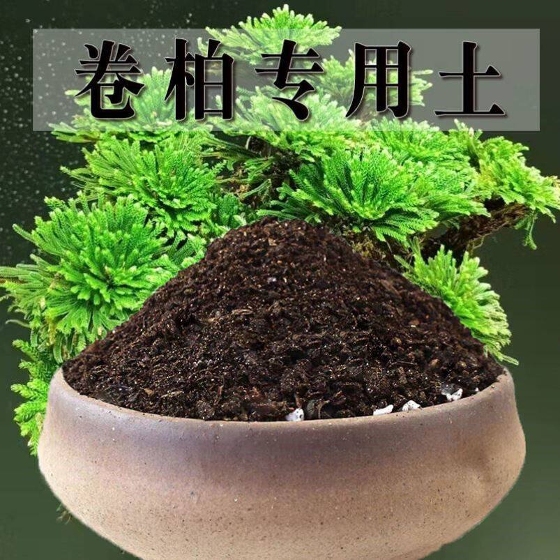 卷柏专用土卷柏土盆景土盆栽肥料种花泥土营养土通用种植土壤养花