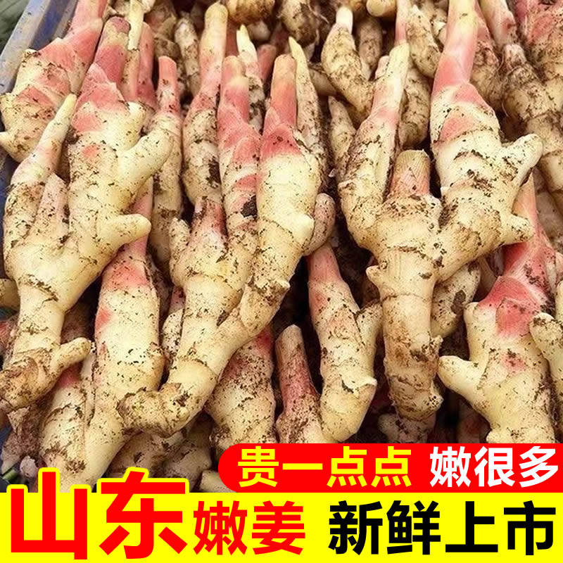 山东嫩姜姜子现挖糖醋姜泡姜图片