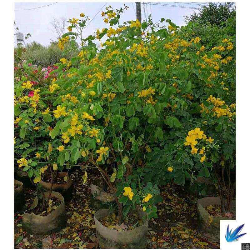 望江南野决明驱蛇怕什么植物盆栽灭蛇防蛇花卉防蛇驱蛇树庭院子