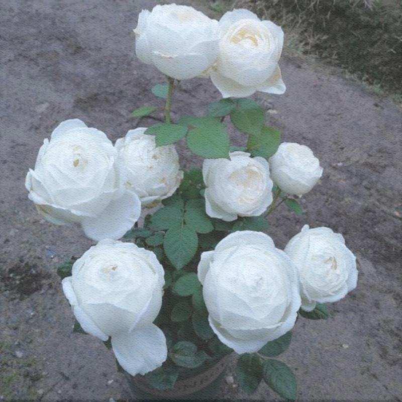 伊芙婚礼之路大花浓香包子型月季花苗纯白色玫瑰阳台花园观花植物