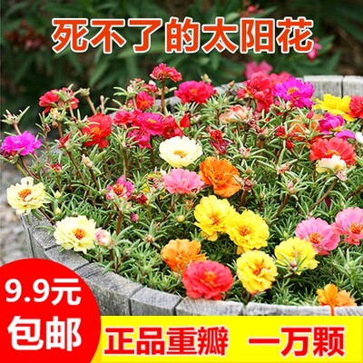 四季种子松叶牡丹种子混色易种花太阳宿根多年生七彩种子花草重瓣