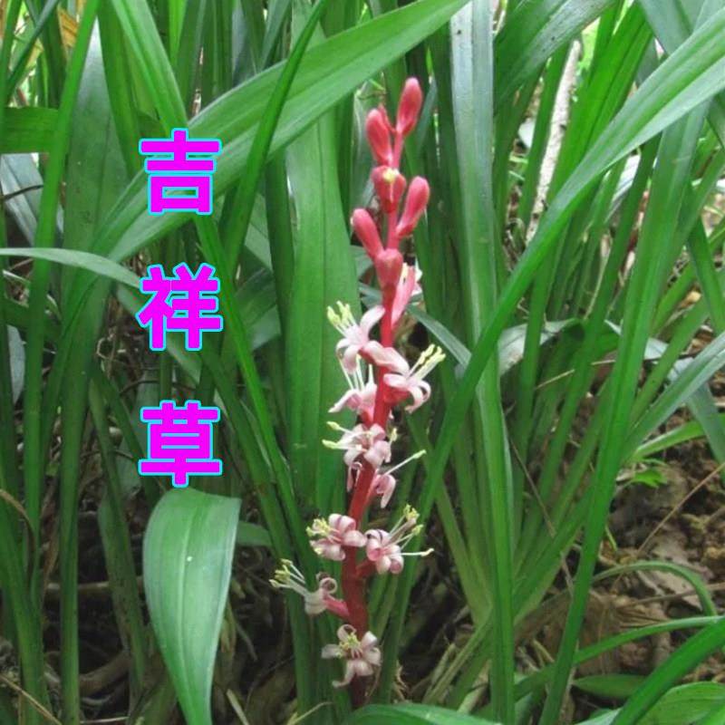 小叶万年青盆栽吉祥草乔迁搬家结婚又名紫衣观音草室内阳台可种植