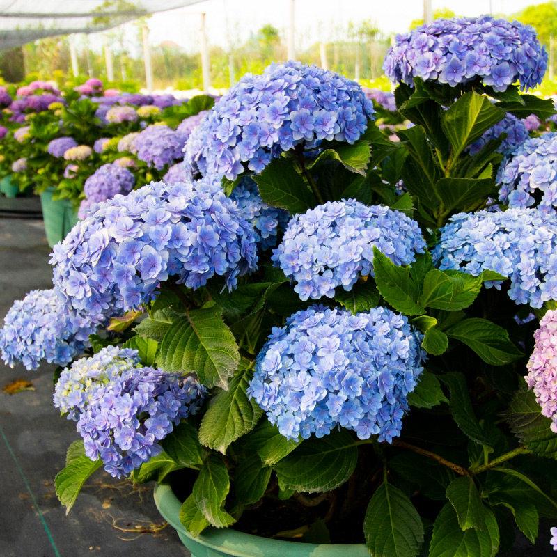 花手菊大花绣球盆栽阳台庭院大花植物无尽夏绣球花苗鞠多季开花