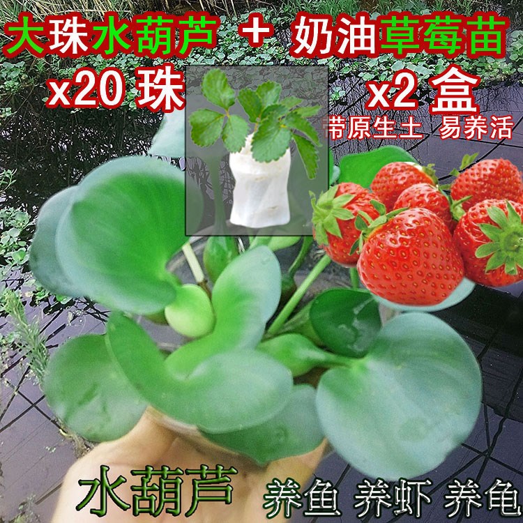 水胡芦水草水葫芦植物水生四季包鱼缸内水生植物造景小型养鱼