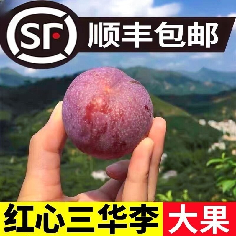 正宗钱排三华李新鲜水果红心李子孕妇大果甜酸脆当季3顺丰包邮5斤
