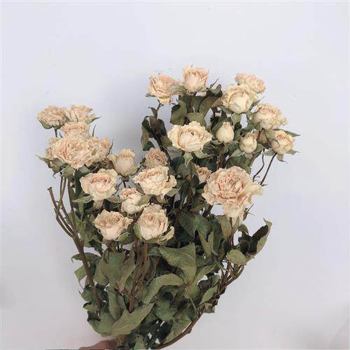 白色多头蔷薇 玫瑰干花花束 干花 家居插花装饰diy拍摄道具