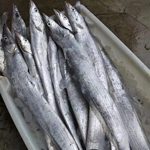 黄海小眼冷水油带鱼4斤8-9条左右日照本地刀鱼顺丰发货香煎 红烧