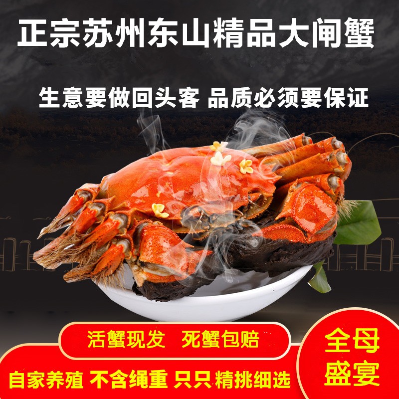 活蟹正宗苏州精品生态大闸蟹母2.6-2.4两公3.3-3.5两6/8/10只