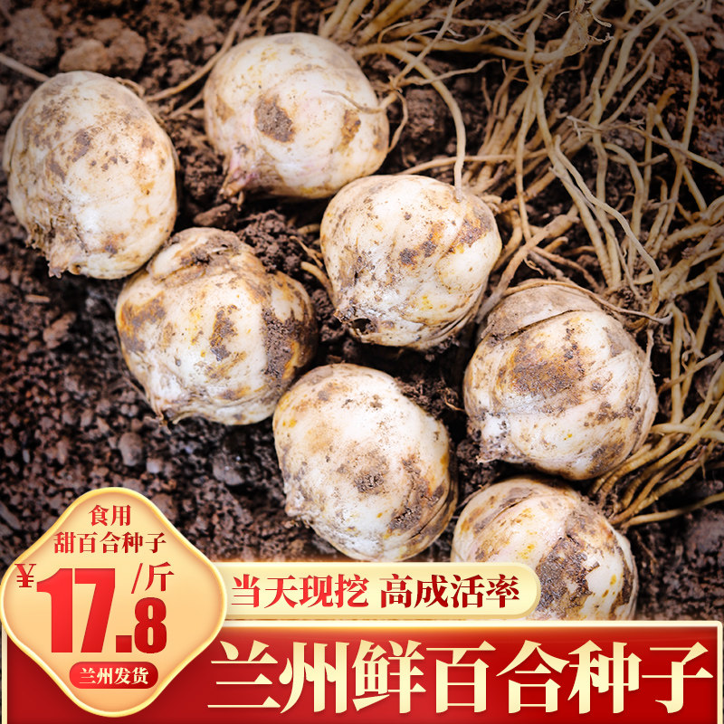 蘭州小百合甜百合 1斤25個左右在類目 水產肉類/新鮮蔬果/熟食, 新鮮蔬菜/蔬菜製品, 新鮮蔬菜, 新鮮百合中 - 來自Buy2taobao.com提供專業的淘寶代購服務