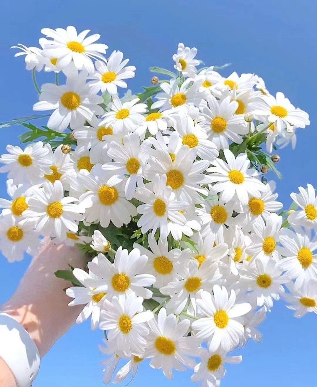 洋甘菊仿真花荷兰菊小雏菊户外露营出游野餐拍照花束花篮装饰假花