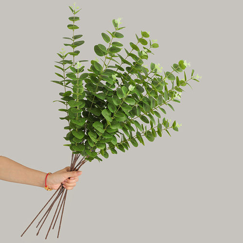 插花配叶绿叶尤加利绿色