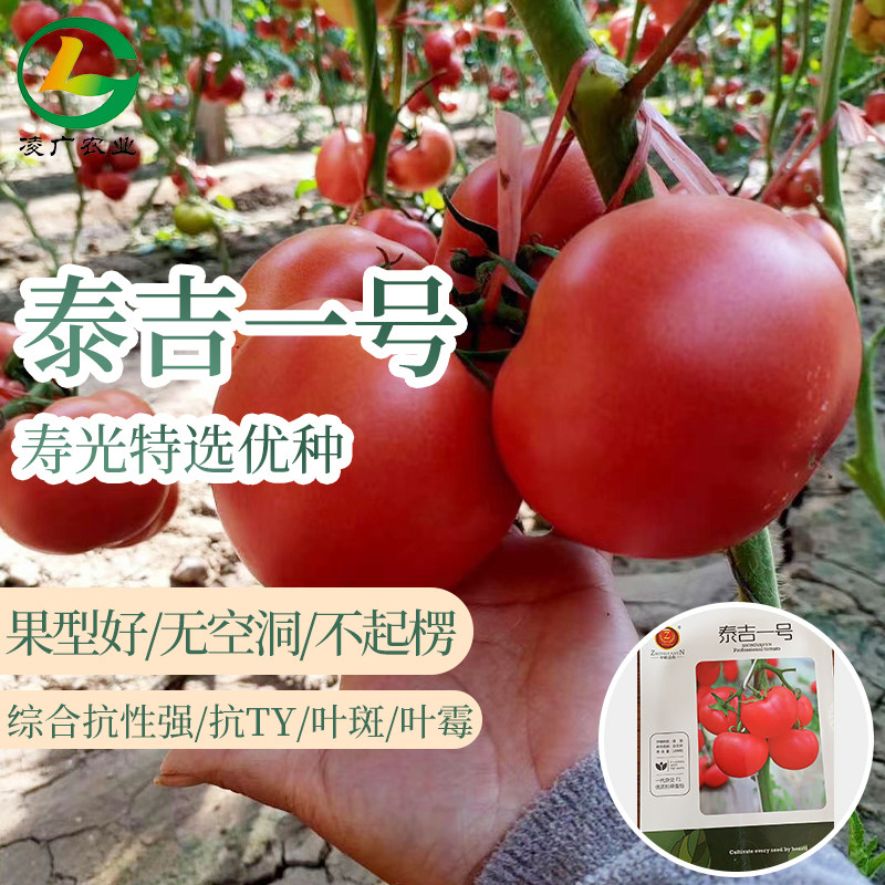 西红柿种孑番茄种籽大果型抗病 泰吉一号蔬菜种子