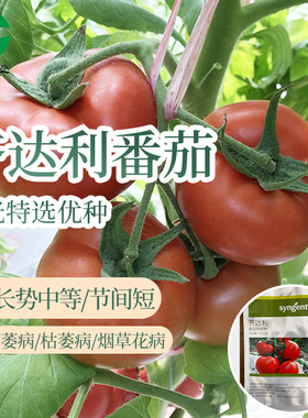 先正达原包装大红番茄种子 齐达利 瑞菲 凯撒 进口红果西红柿种籽
