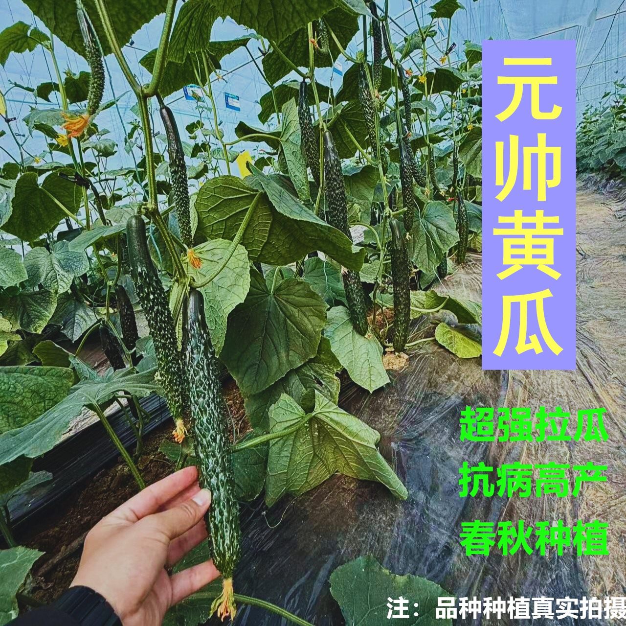 元帅黄瓜 春秋专用高产种子 2025新品种 拉瓜能力强抗病高产