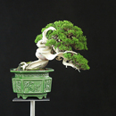 陶瓷高温冰裂浮雕绿植造景大花盆真柏迎客松四方八方特大石湾盆