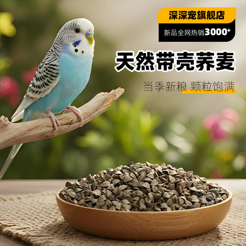 深深宠中大型鹦鹉爱吃的带壳荞麦