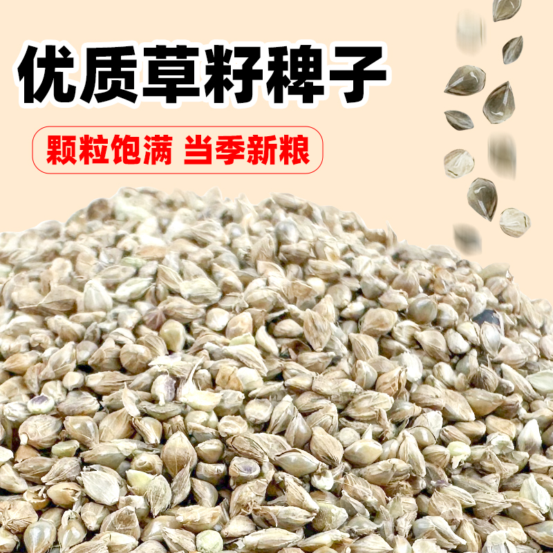 深深宠鹦鹉文鸟珍珠鸟食稗子草籽