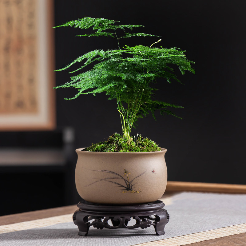 文竹花盆家用粗陶透气小号桌面盆景盆官方陶瓷有孔客厅阳台盆栽,鲜花速递/花卉仿真/绿植园艺,花盆,淘宝优惠券,粉丝福利购,淘宝优惠卷