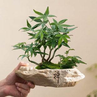 禅意仿石发财树花盆粗陶瓷家用绿植盆栽大小号透气办公室摆放带托