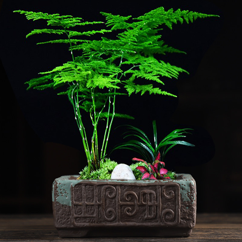 中国风花盆陶瓷盆景盆文竹造景菖蒲盆专用桌面绿植苔藓大号人参榕