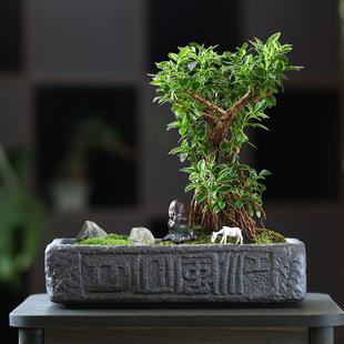 室内盆栽复古紫砂花盆大口径长方形桌面六月雪好养四季 文竹发财树