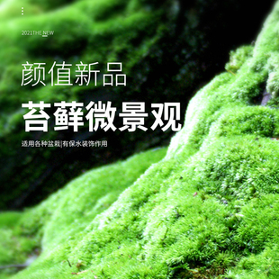 苔藓植物花盆铺面吸水石假山上水石盆景盆造景草四季 鲜活青苔苔藓