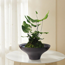 简约素雅陶瓷花器禅意白陶花盆苔藓球专用花盆适配多种绿植造景盆