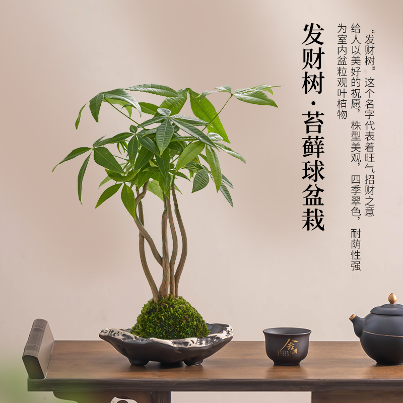 复古发财树水培器皿苔藓球绿植专用无孔三脚陶瓷室内家居水养花盆