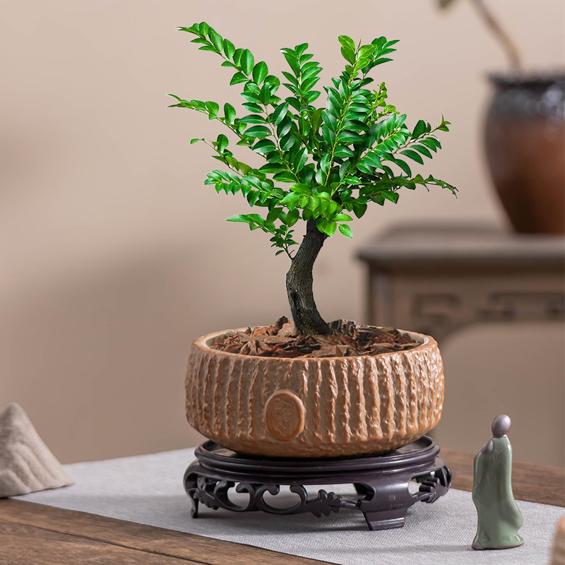 中式仿石小叶紫檀花盆陶瓷大口径盆景客厅办公室桌面盆栽有孔带托,鲜花速递/花卉仿真/绿植园艺,花盆,淘宝优惠券,粉丝福利购,淘宝优惠卷