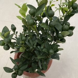 金桔苗木价格 金桔苗木图片 星期三 金桔苗木价格 金桔苗木图片 星期三