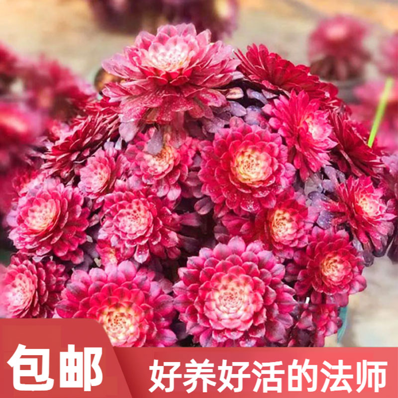 多肉植物圆叶法师欧紫美杜莎铜壶红覆轮嘉年华灿烂赤霞飞粉女巫