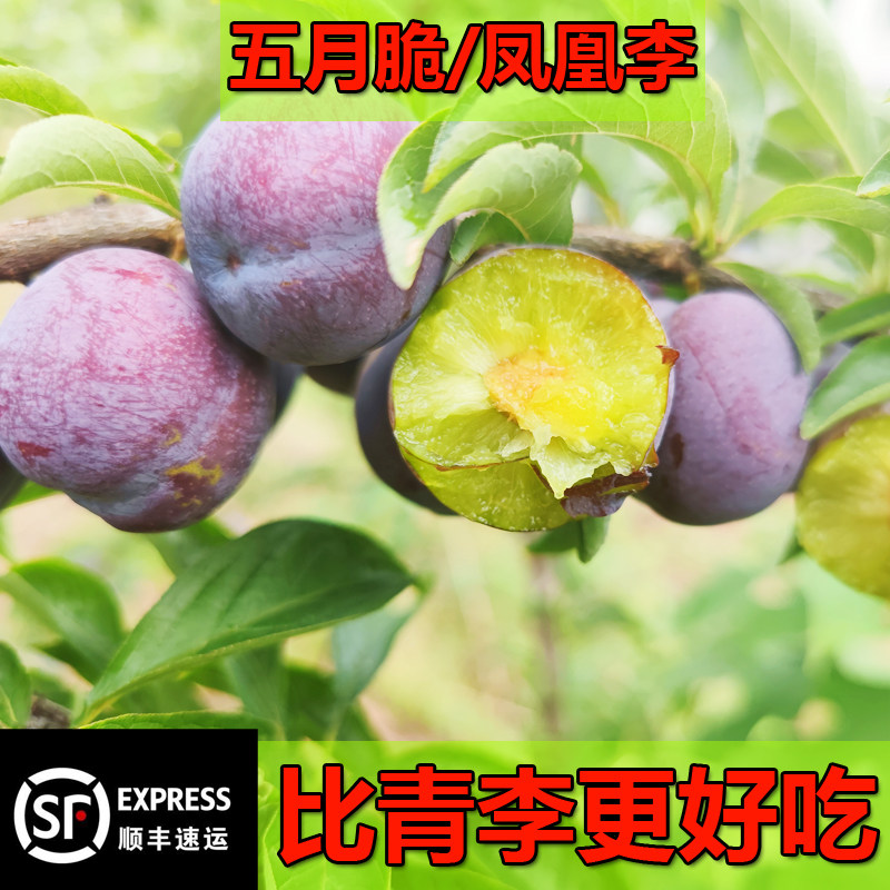 四川李子五月脆甜李脱骨凤凰李子当季新鲜水果茵红李青红脆李5斤|ruв категории водной мясо/свежие фрукты и овощи/еда, свежие фрукты, слива - от Buy2taobao.com для оказания профессиональной услуги покупки агента Taobao