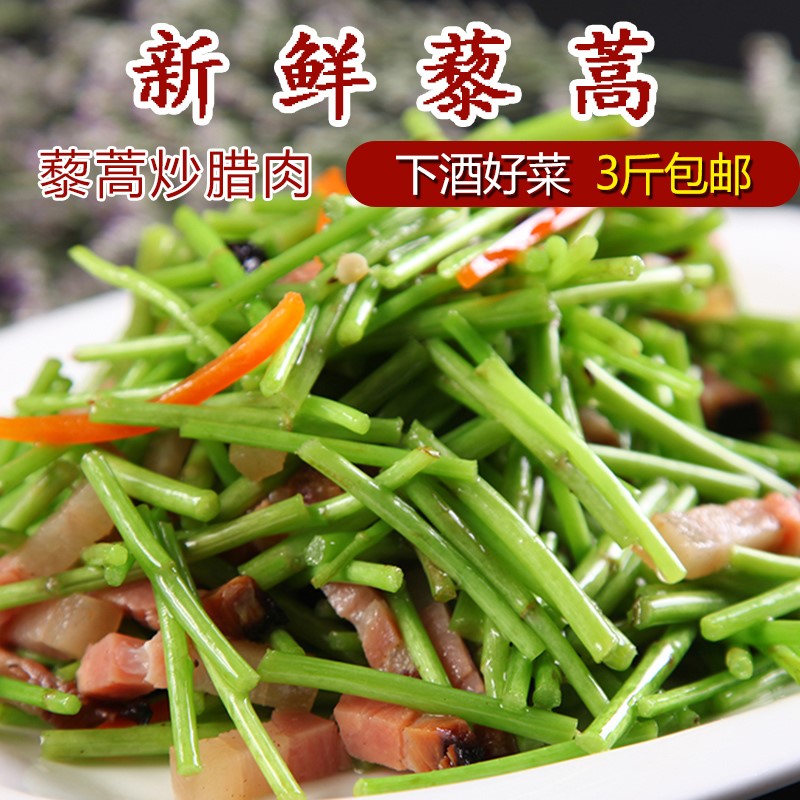 藜蒿藜蒿新鲜去叶去根