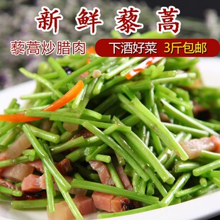 藜蒿新鲜现摘泥蒿芦蒿去叶去根蒌蒿黎蒿篱蒿湖北特产黎蒿芦蒿蔬菜