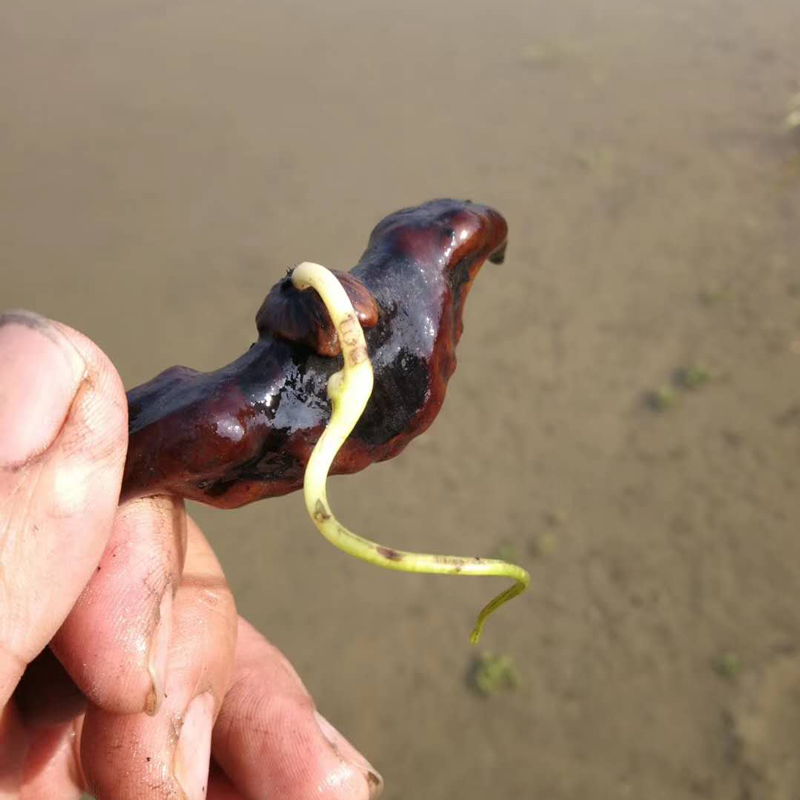 洪湖菱角种子水生植物漂浮