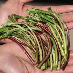 顺丰包邮湖北洪湖新鲜泥蒿野生芦蒿黎蒿篱蒿泥耗特产蔬菜当季