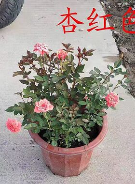 月季花苗带土盆花园观赏阳台庭院室外种植花卉四季开花月月红盆栽