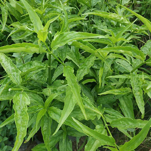 忧遁草树苗带原土杯可食用阳台庭院种植黎王草沙巴蛇草优顿草树苗