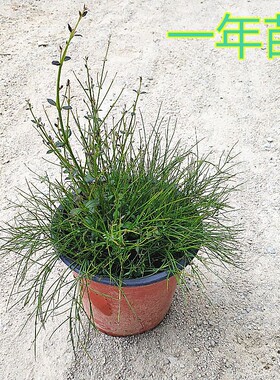 鞭炮花带土带盆花园阳台庭院室外花卉爆仗竹炮仗花吉祥草花苗盆栽