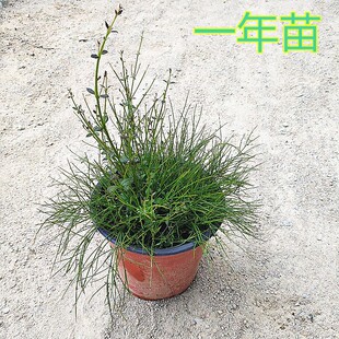 鞭炮花带土带盆花园阳台庭院室外花卉爆仗竹炮仗花吉祥草花苗盆栽